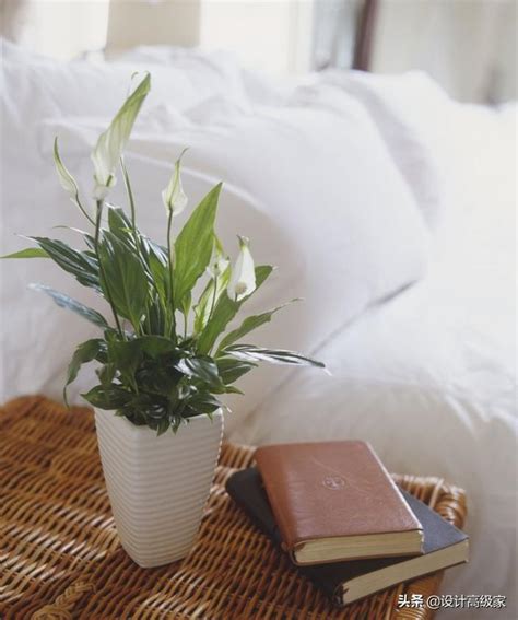 臥室可以放植物嗎 床燈